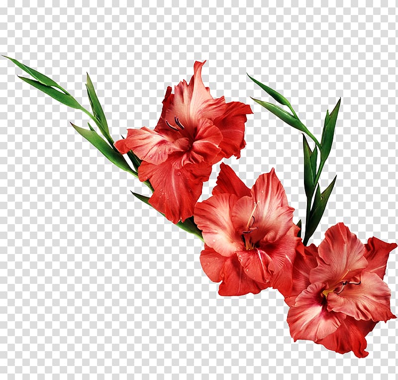 Gladiolus Flower Desktop , gladiolus transparent background PNG clipart