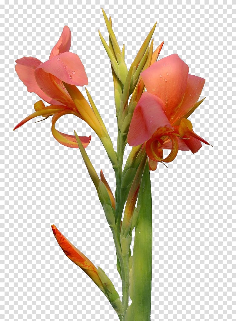 Canna Flower Amaryllis belladonna, Cannabis transparent background PNG clipart