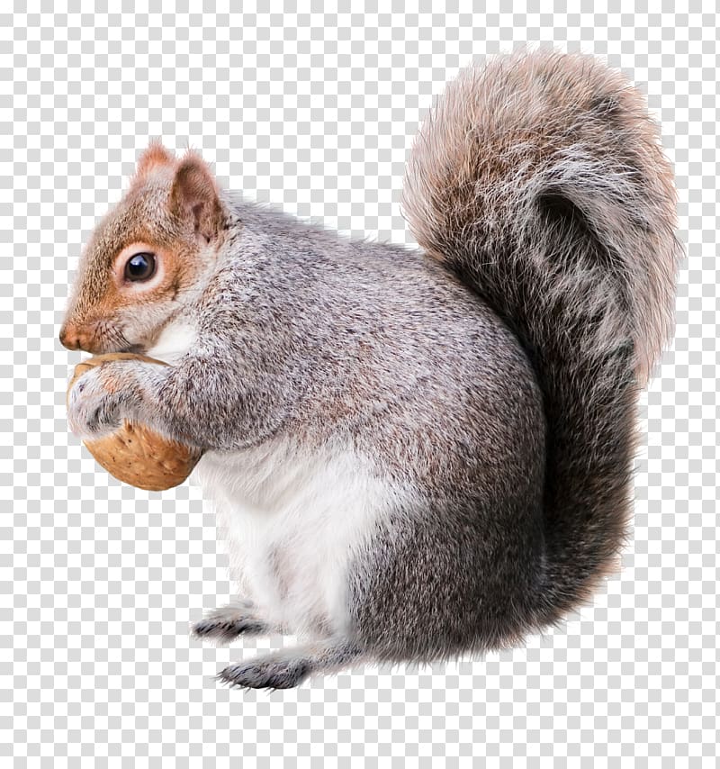 squirrel carrying brown nut, Squirrel Christmas decoration Rodent Drawing, squirrel transparent background PNG clipart