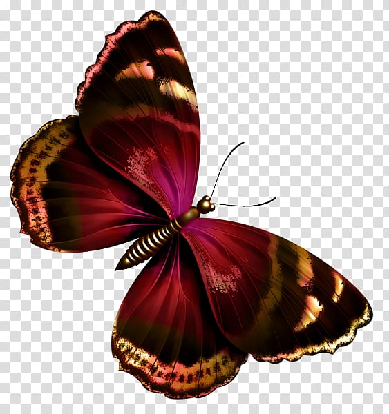 Butterfly Papilio ulysses Greta oto , Floating butterfly transparent background PNG clipart