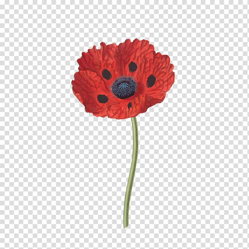 red flower , Open Poppy transparent background PNG clipart