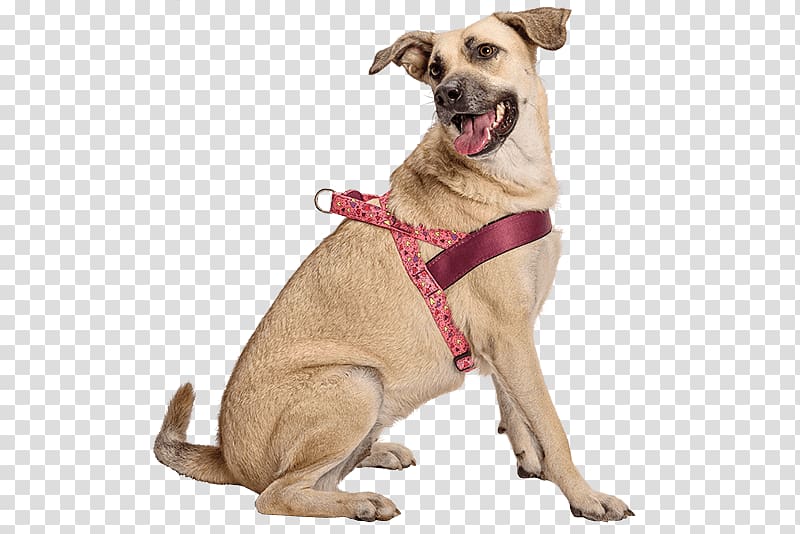 Dog breed Dog harness Companion dog Dog Clothes, Dog transparent background PNG clipart