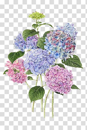 hand-painted hydrangea transparent background PNG clipart