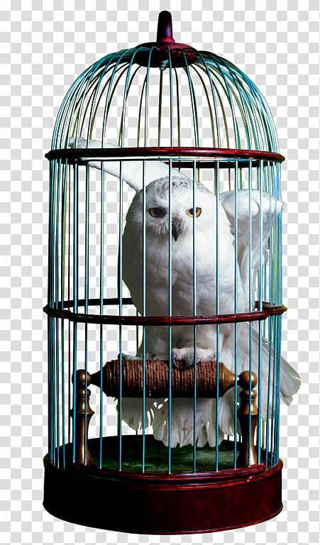 white bird on cage, The Wizarding World of Harry Potter Cage Hedwig Owl, cage transparent background PNG clipart