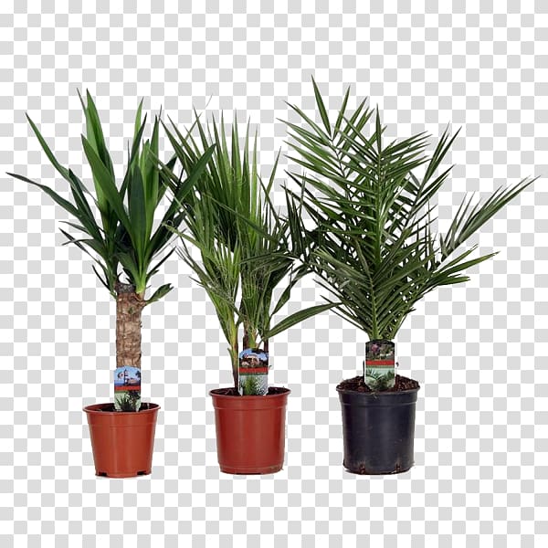 Sago palm Date palm Dracaena fragrans Houseplant Arecaceae, date palm transparent background PNG clipart