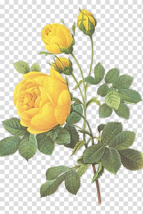 Choix des plus belles fleurs Botanical illustration Rose Botany, rose transparent background PNG clipart