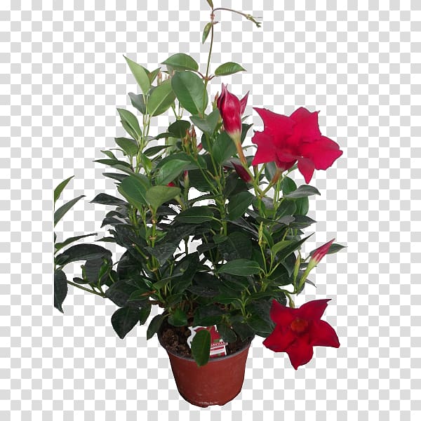 Houseplant Cut flowers Rocktrumpet Cape jasmine, plant transparent background PNG clipart