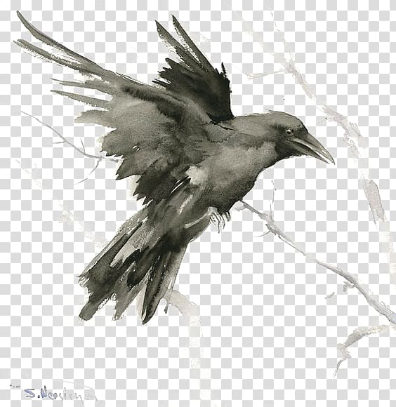 raven illustration, Common raven Bird Tattoo Drawing Art, crow transparent background PNG clipart