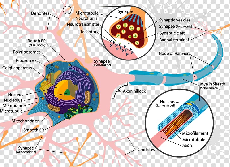Neuron Soma Cell Dendrite Nervous system, neuron transparent background PNG clipart