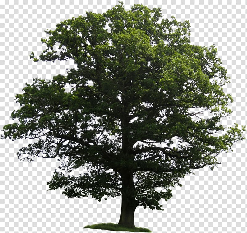 Tree Clipping path , great tree transparent background PNG clipart