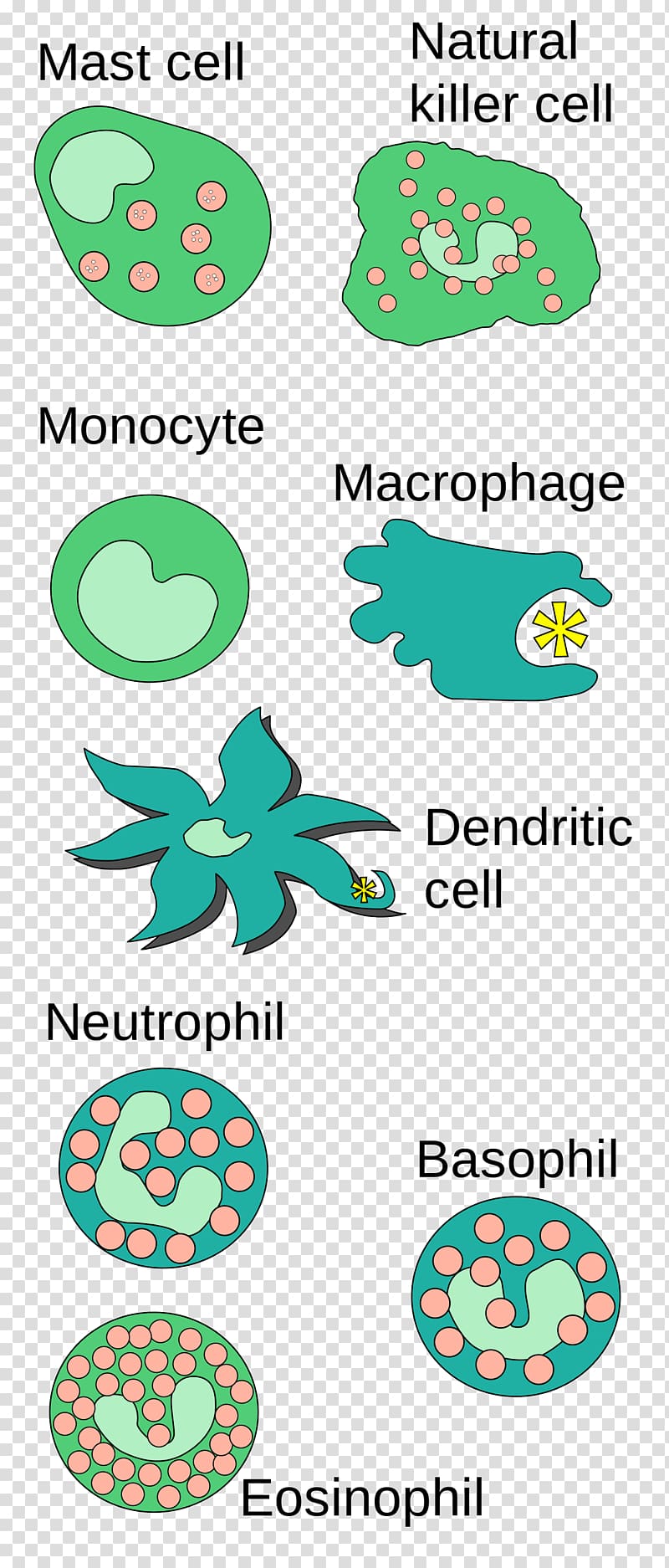 Innate immune system Mast cell Immunology, others transparent background PNG clipart