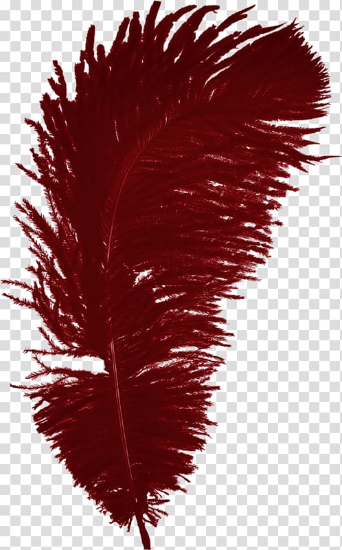 Feather Bird, Red Feather transparent background PNG clipart