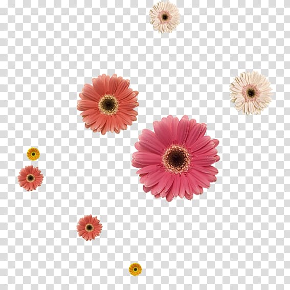 Pink Common sunflower, Beautiful sunflowers transparent background PNG clipart