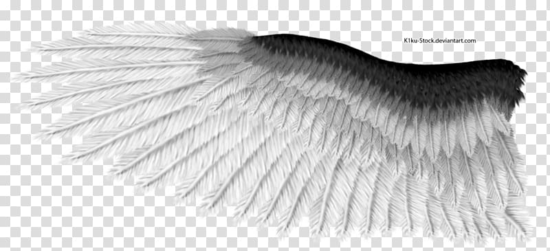 Black and white, eagle wings transparent background PNG clipart