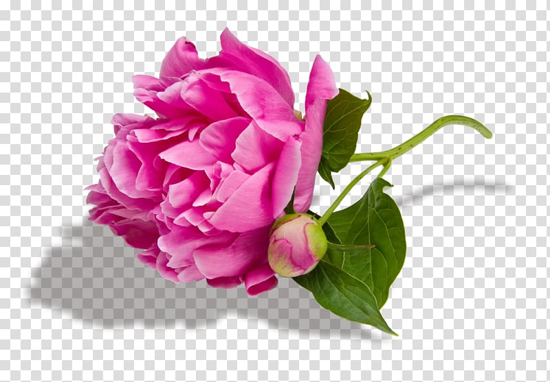 Peony Paeonia lactiflora Desktop Pink flowers , peony transparent background PNG clipart