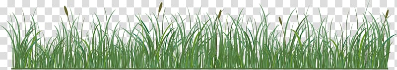 Vetiver Illustration, Green grass transparent background PNG clipart