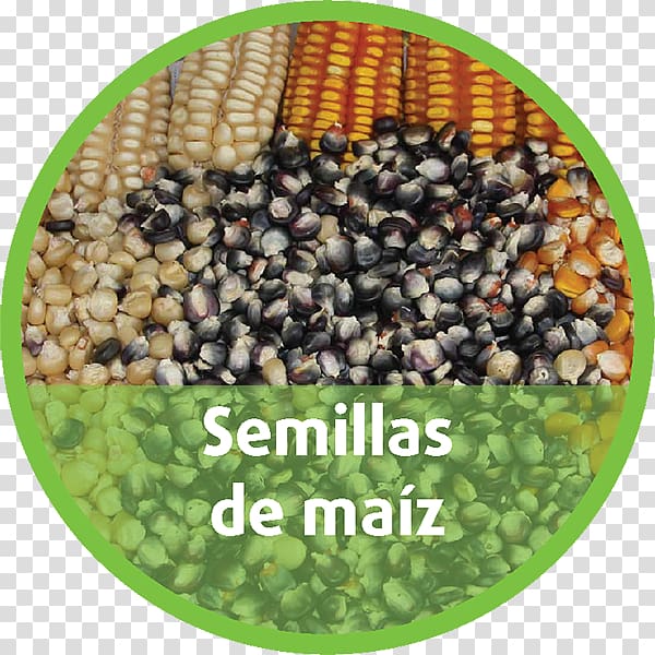 Puebla Agriculture Germination Maize Seed, Semillas transparent background PNG clipart