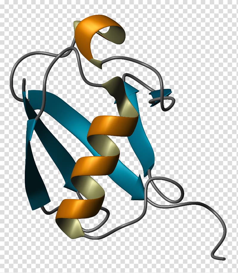 Ubiquitin Protein folding Ribbon diagram Molecular biology, cartoon chemistry transparent background PNG clipart