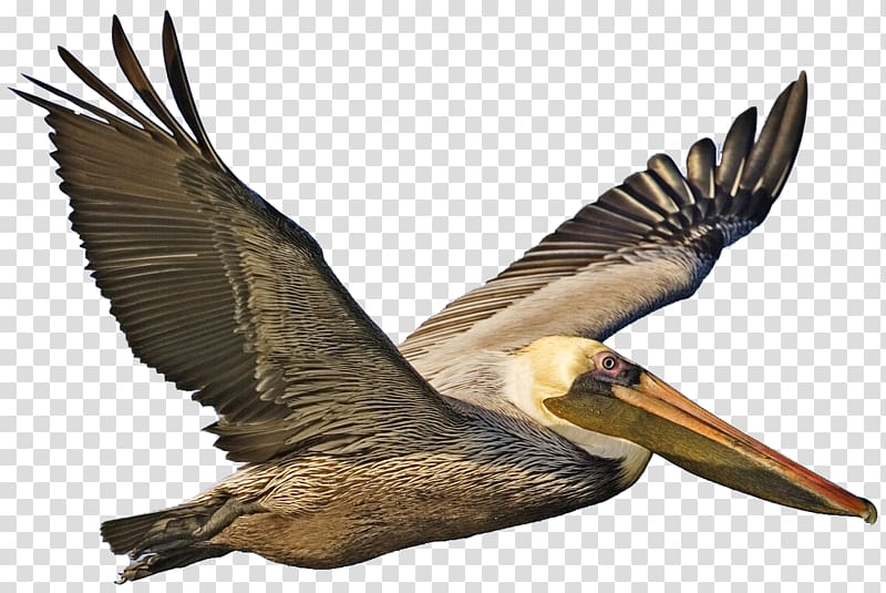 Bird The brown pelican Open, Bird transparent background PNG clipart