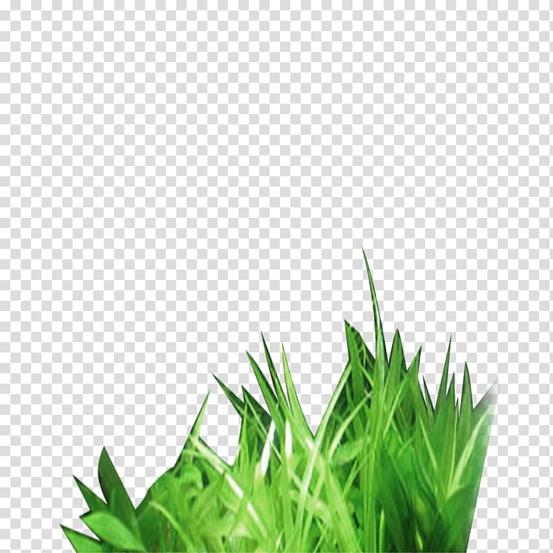 green grass illustration, Grass transparent background PNG clipart
