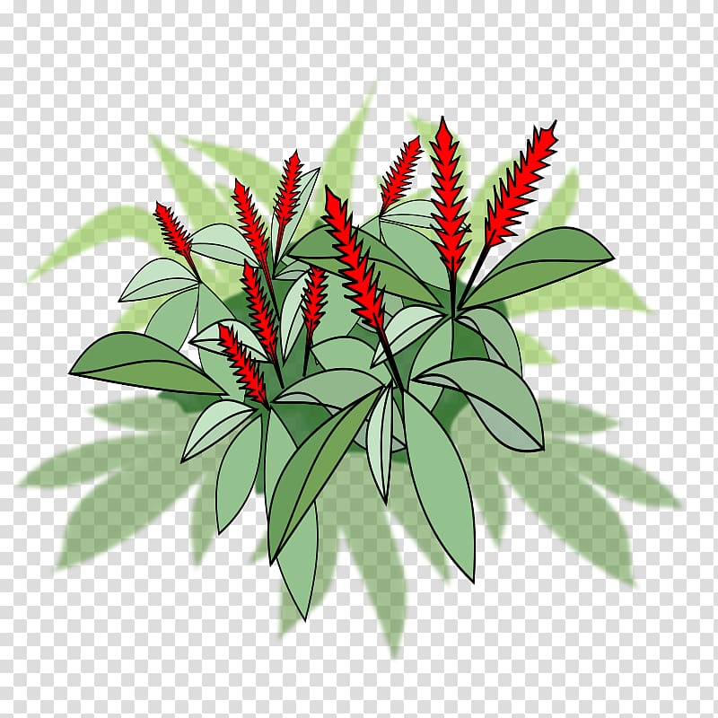 Red ginger Leaf Plant, Leaf transparent background PNG clipart
