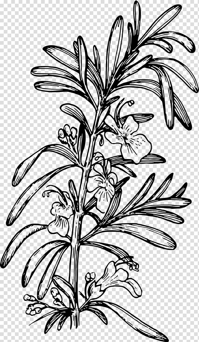 black flowers illustration, Rosemary Computer Icons Drawing , rosemary transparent background PNG clipart