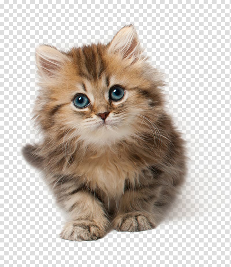 brown kitten, Cat Kitten Cuteness , Cat 9 transparent background PNG clipart