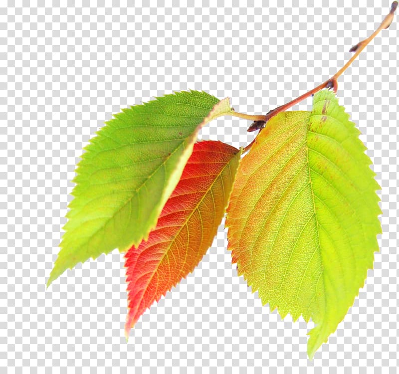 Maple leaf Autumn, Autumn leaves transparent background PNG clipart