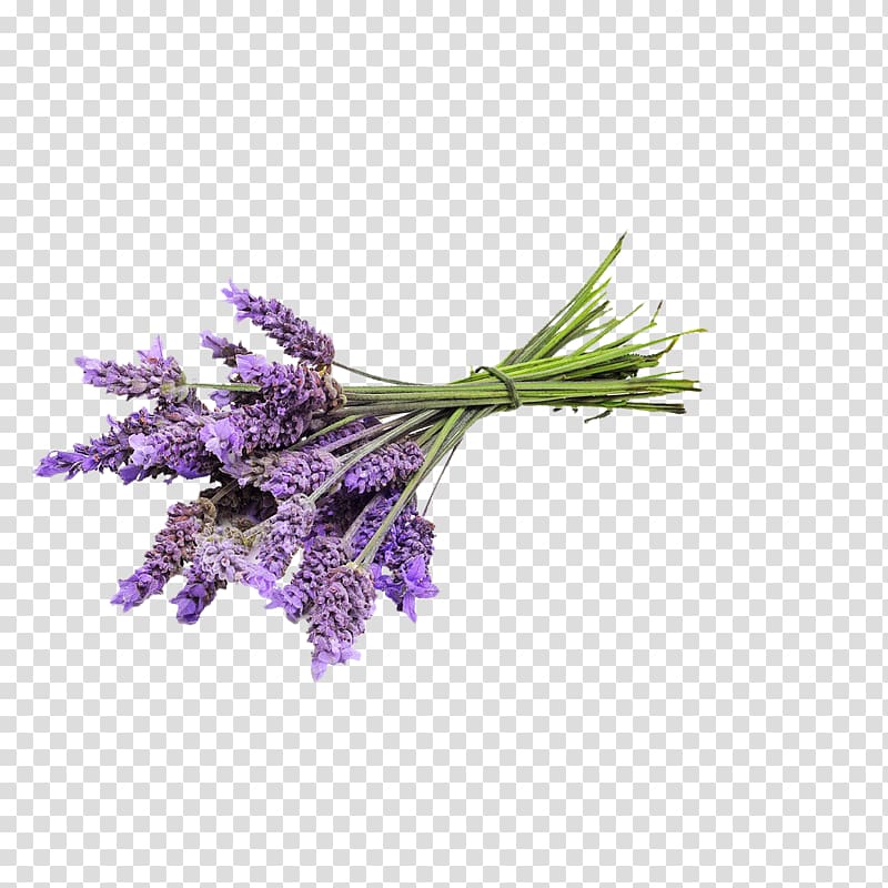 purple petaled flowers , English lavender Essential oil Lavender oil Young Living, lavender transparent background PNG clipart