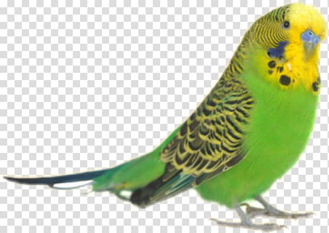 Parrot Budgerigar Bird Rose-ringed parakeet, parrot transparent background PNG clipart