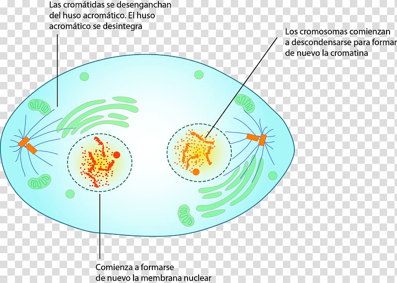 Undefined value Graphics Diagram Water Organism, modern sofa transparent background PNG clipart