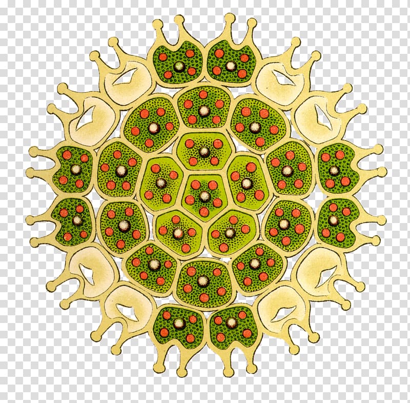 Art Forms in Nature The British desmidieae Green algae Drawing, shells transparent background PNG clipart