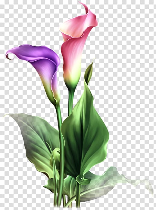 Flower Arum-lily Pin Watercolor painting, flower transparent background PNG clipart