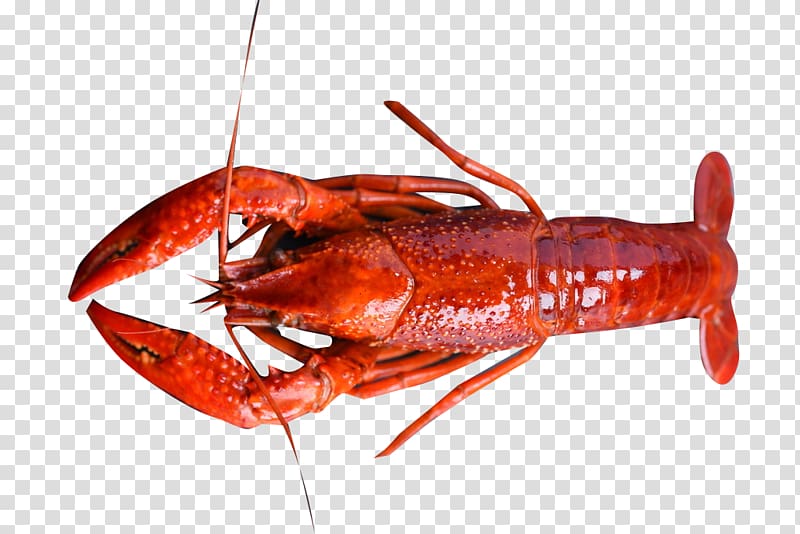 American lobster Homarus gammarus Caridea Palinurus elephas Crab, Red Lobster transparent background PNG clipart