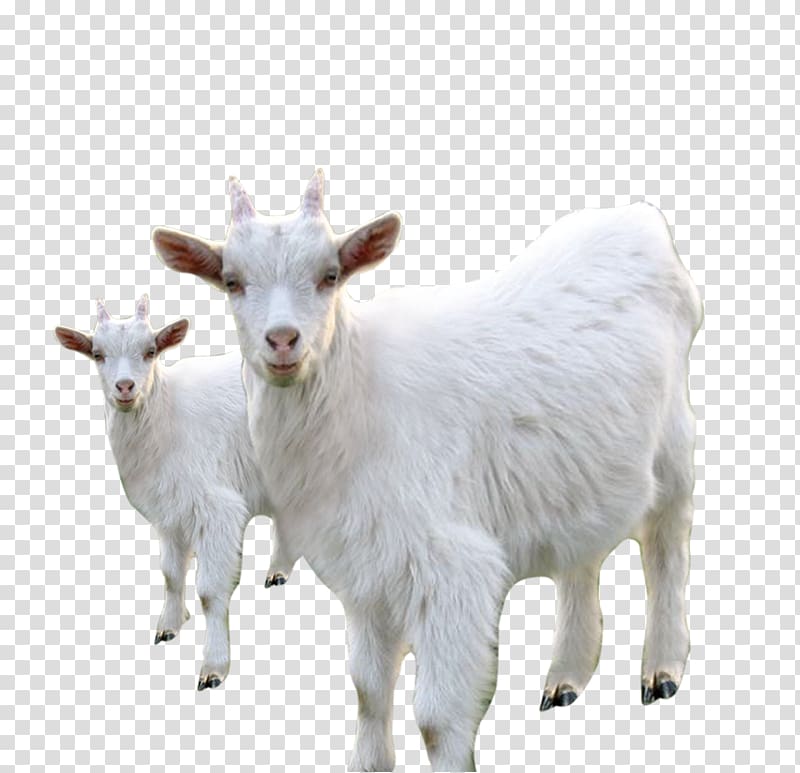 Goat Sheep Milk Live, White goat sheep transparent background PNG clipart
