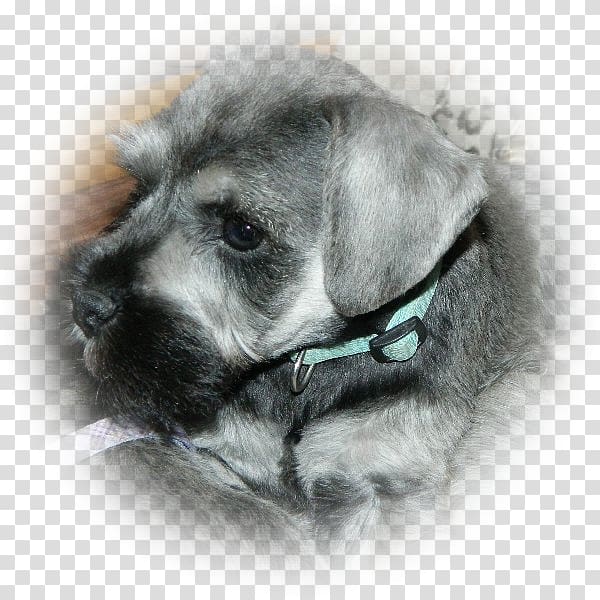 Miniature Schnauzer Schnoodle Standard Schnauzer Cesky Terrier Puppy, Miniature Schnauzer transparent background PNG clipart