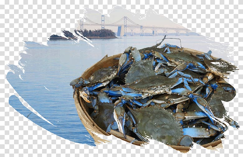 Dungeness crab Chesapeake blue crab Seafood Maryland, crab transparent background PNG clipart