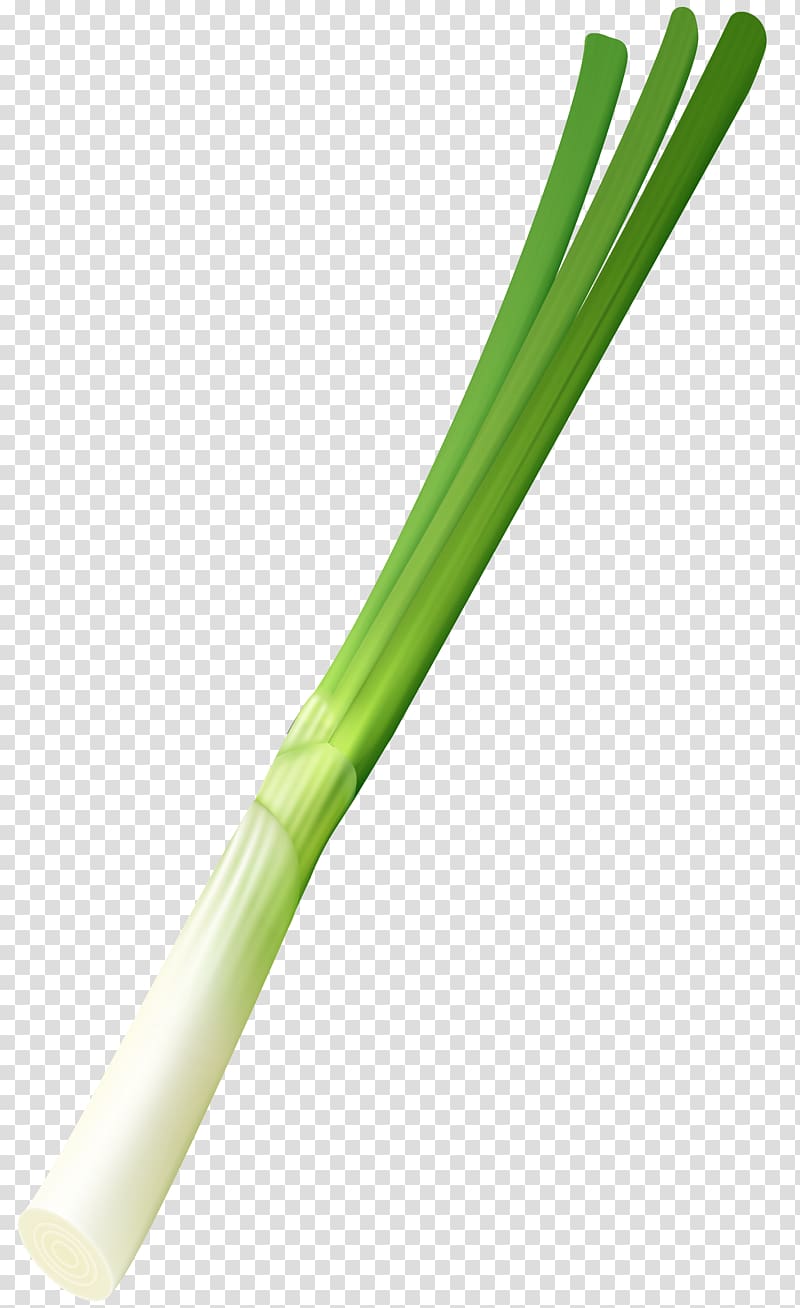 Plant stem, Spring Onion transparent background PNG clipart