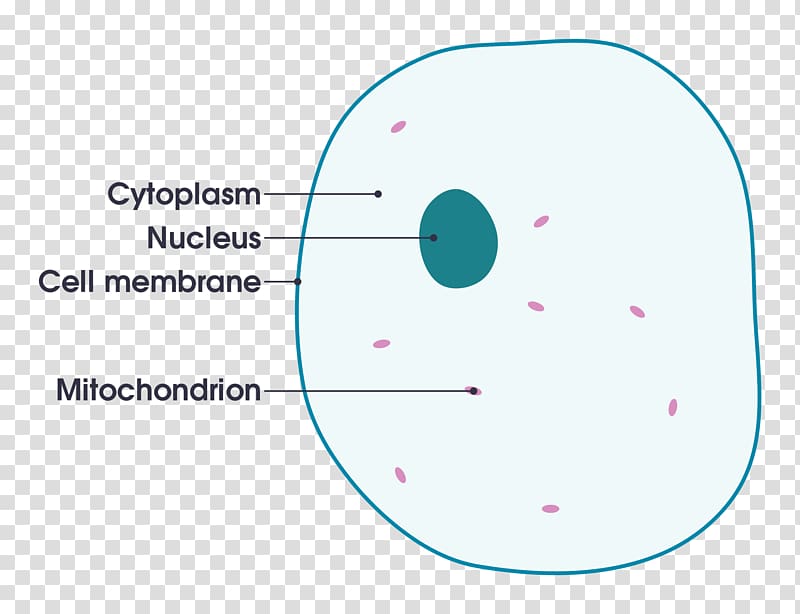 cytoplasm clipart