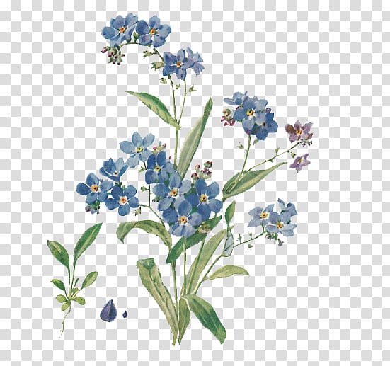 blue flowers illustration, Scorpion grasses Plant Color, Forget Me Not File transparent background PNG clipart