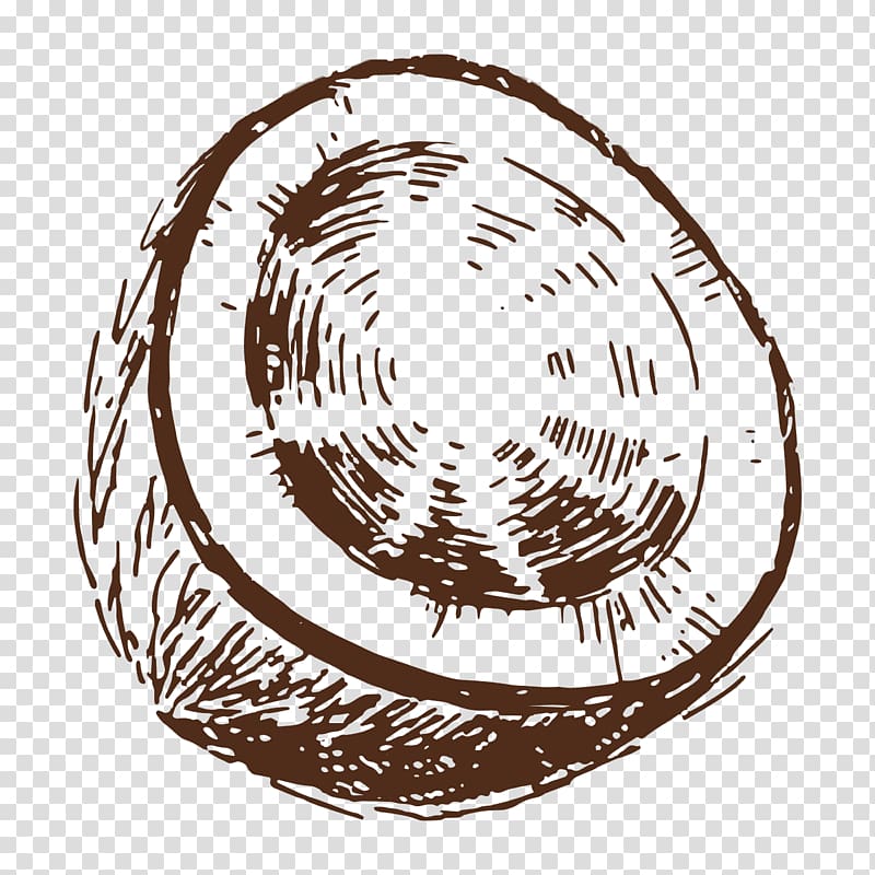 Drawing Coconut Pencil Sketch, coconut transparent background PNG clipart