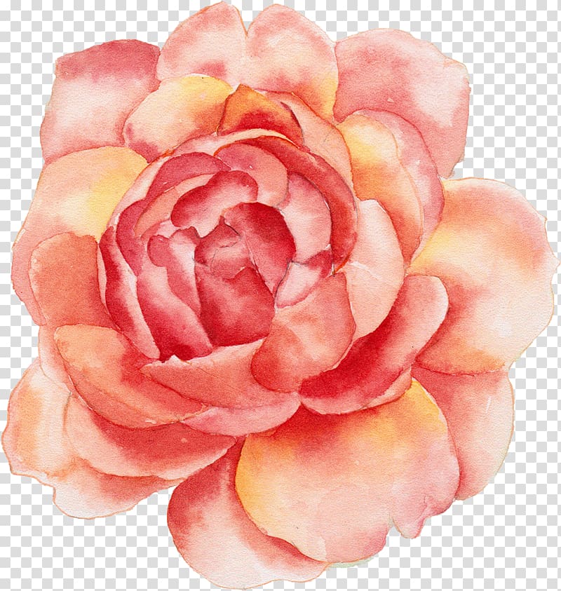 red peony flower illustration, Calendar Flower Printing Canvas print, Orange flowers transparent background PNG clipart