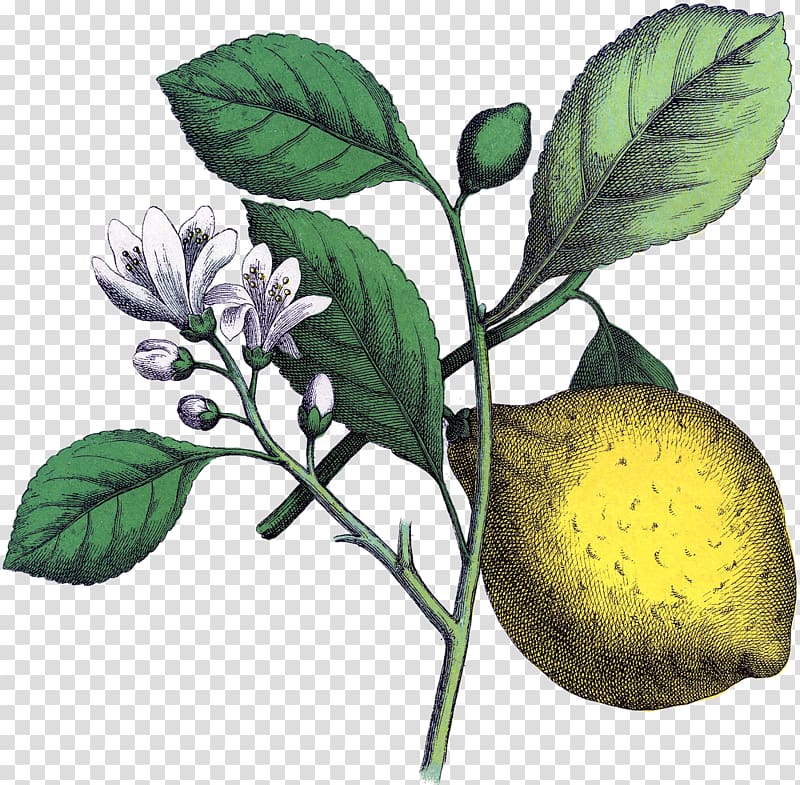Lemon Botanical illustration Botany Art, lemon transparent background PNG clipart