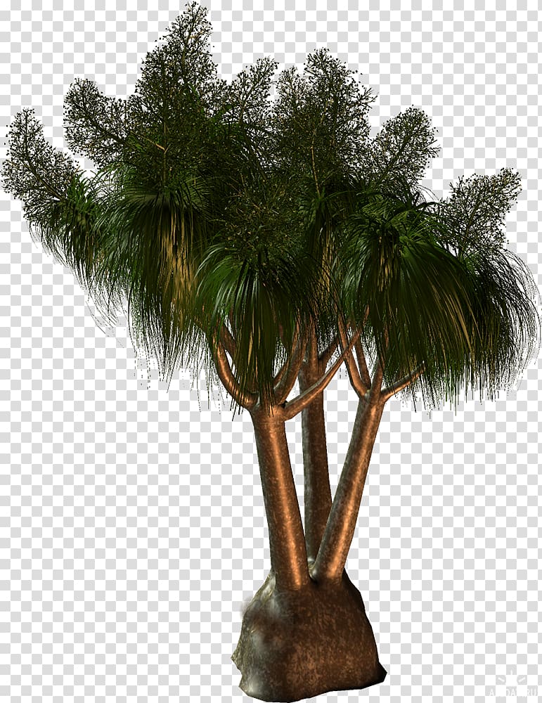 Arecaceae Babassu Tree , Multi Purpose Flyers transparent background PNG clipart
