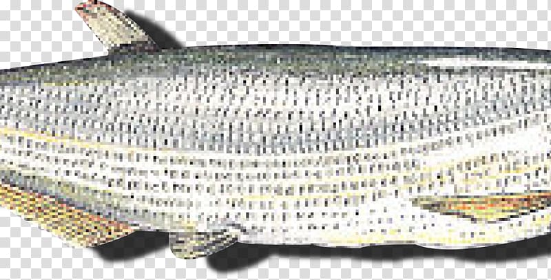Sardine Oily fish Milkfish, Peixes De Agua Doce transparent background PNG clipart