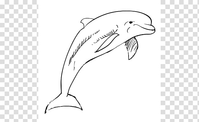 Tucuxi Common bottlenose dolphin Drawing Sketch, dolphin transparent background PNG clipart