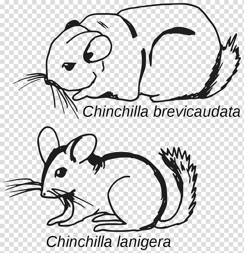 Long-tailed chinchilla Rodent Grand Chinchilla 龍貓 Short-tailed chinchilla, croquis transparent background PNG clipart