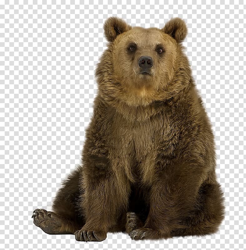 sitting brown bear transparent background PNG clipart