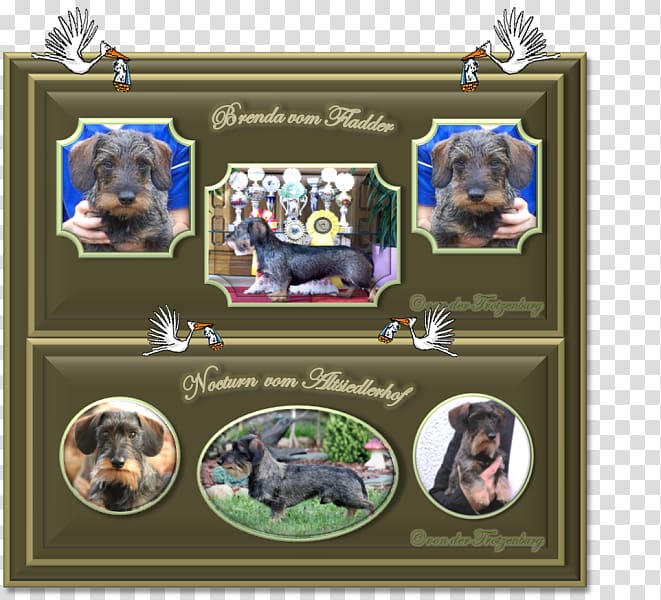 Dog breed Frames Collage, Dog transparent background PNG clipart