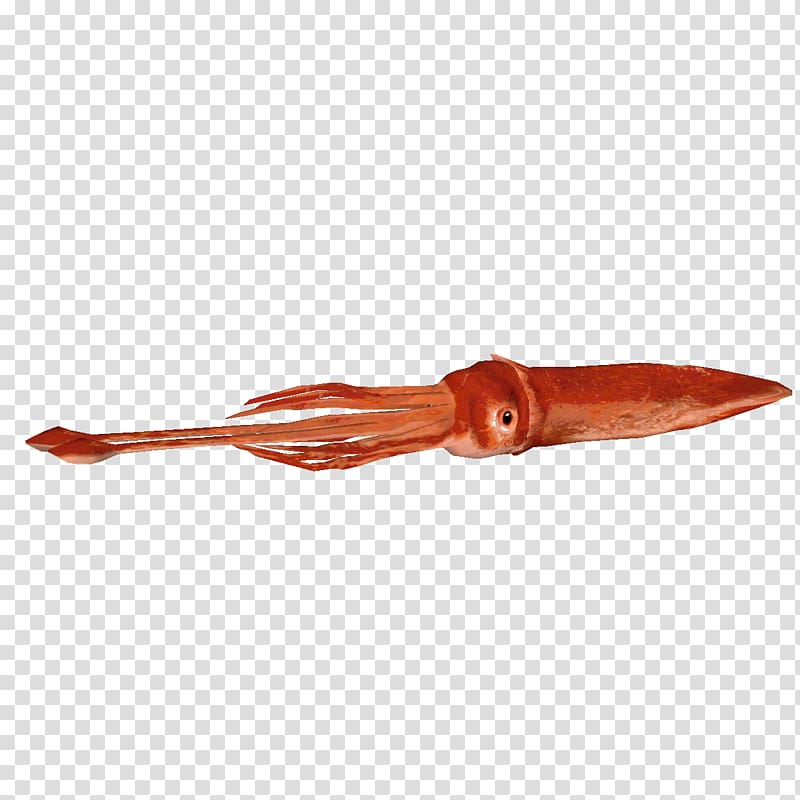Colossal squid Giant squid Invertebrate, squid transparent background PNG clipart